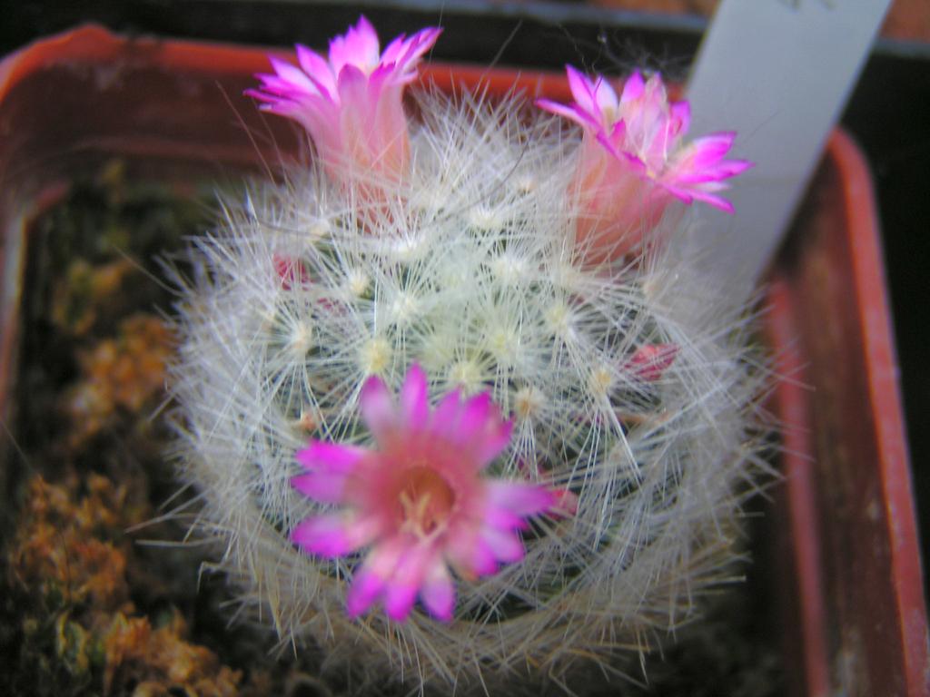 Mammillaria glassii forma